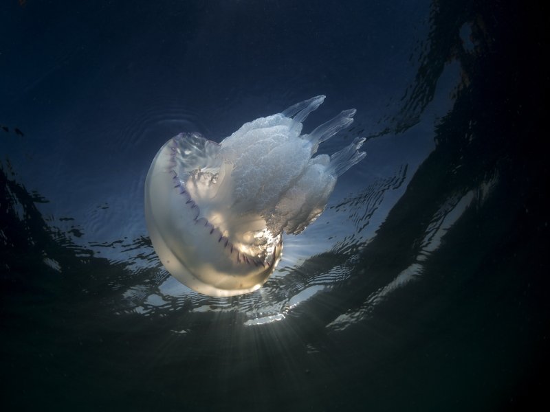 #Rhizostoma pulmo Rhizostoma pulmo 02photo preview