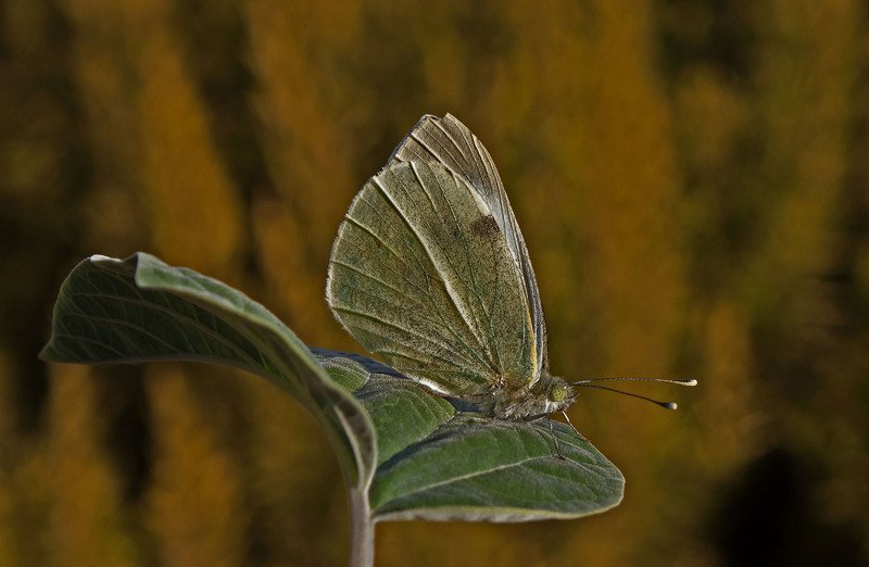 macro,art,colors,dreams,photography,passion,peace,life,freedom, FREEDOM 8photo preview