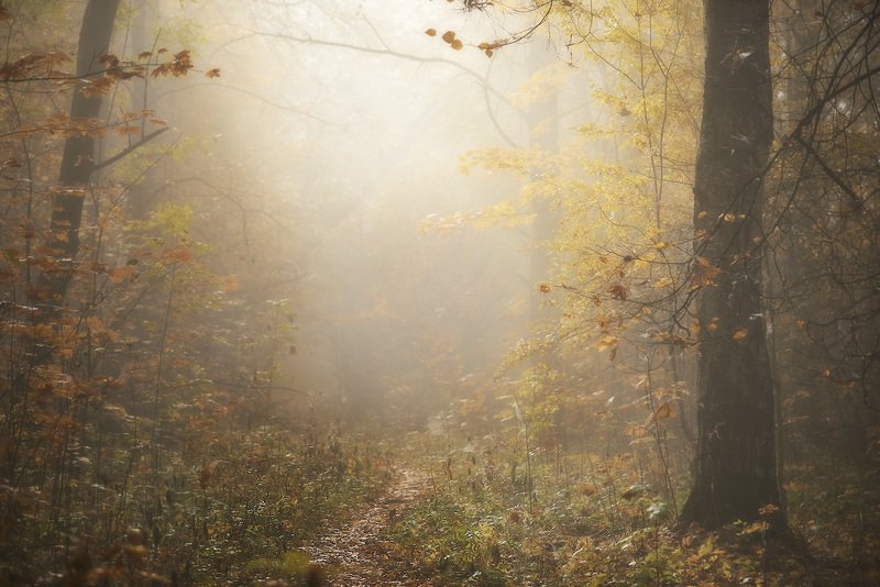 Лесные тропкиphoto preview