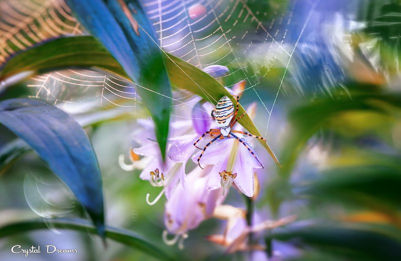 crystal dreams, macro, summer, color, art, nature, spider Live Alonephoto preview