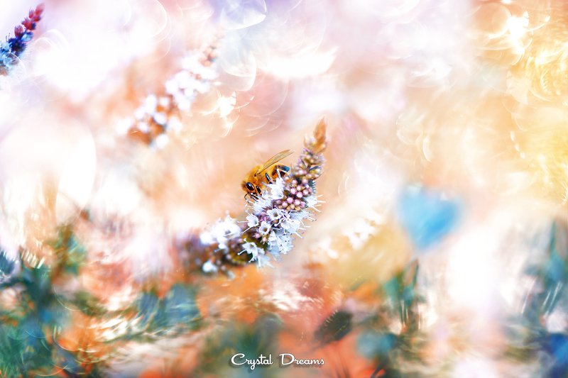 crystal dreams, macro, summer, color, art, nature, bee, mint \