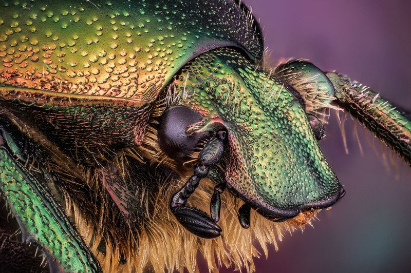 макро портретphoto preview