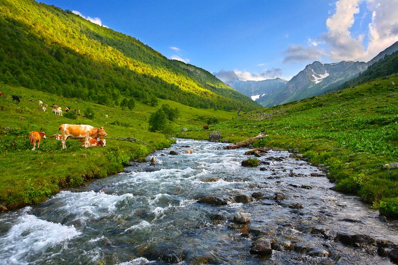 Дуккинские далиphoto preview