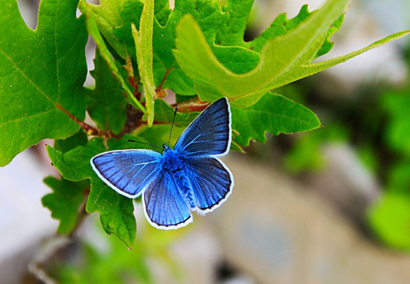 macro,art,photography,colors,dreams,life,peace,passion,freedom, FREEDOM 9photo preview