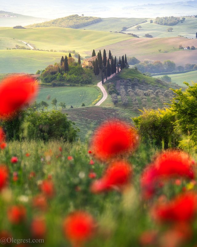 тоскана италия маки цветы вилла утро рассвет Маковое поле в Тосканеphoto preview