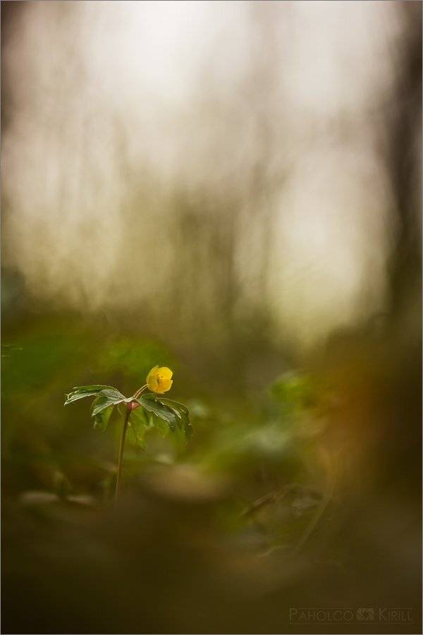 ***. Автор: KIZILL , KIZILL