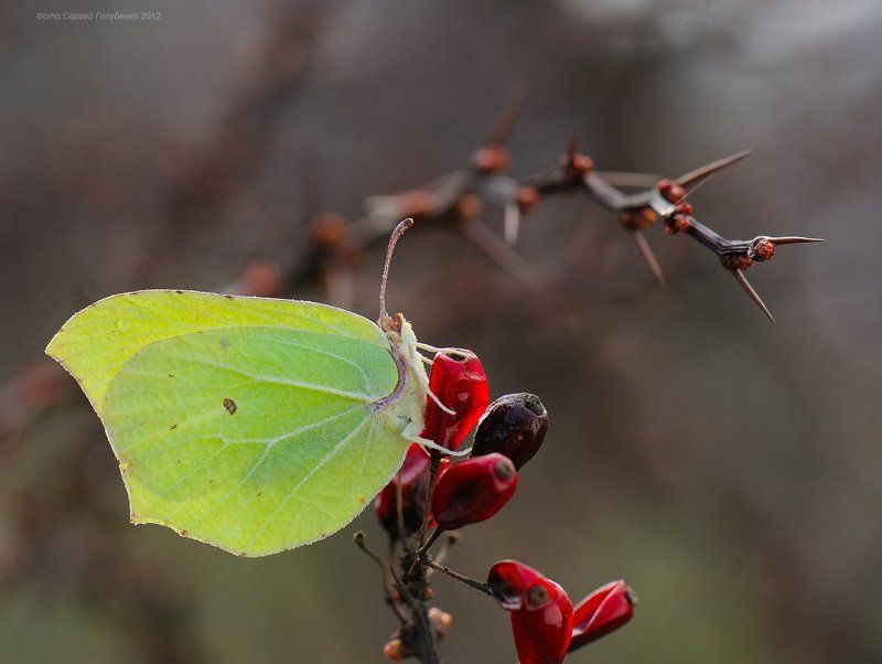 Лимон и барбарисphoto preview