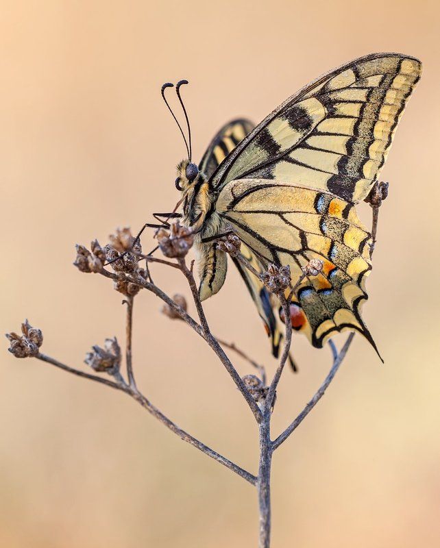 Papilio machaon IIphoto preview