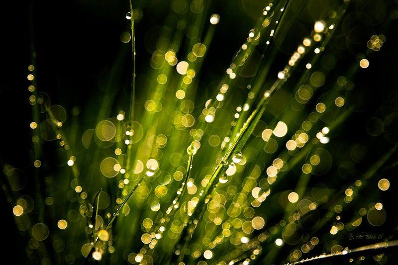 morning, dew, drops, bokeh, grass, green Green explosionphoto preview