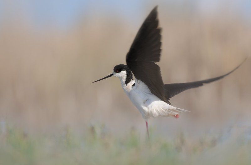 Black-winged Stilt (Himantopus himantopus) фото превью