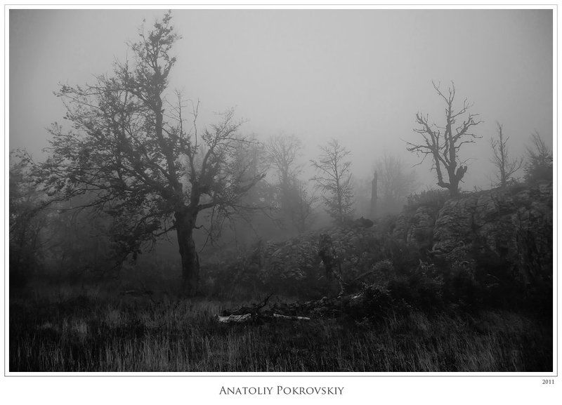 крым, горы, демерджи, туман, осень, деревья, анатолий покровский Беззвучные краски близкой зимы скрывают осеннюю наготу природы. Зыбкие тени в тумане. фото превью