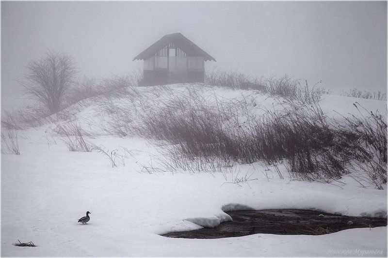 туман, зима, утро, скоро, весна Последнее дыхание зимыphoto preview