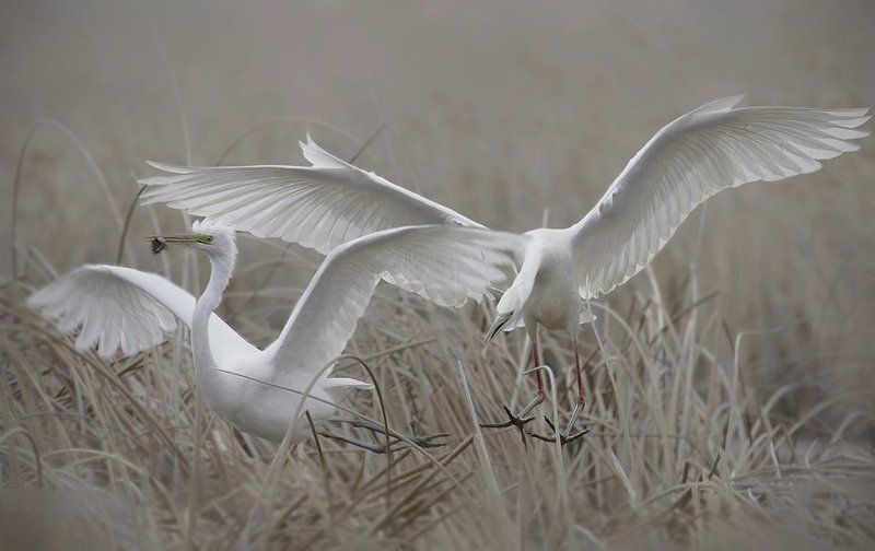 Флирт...photo preview