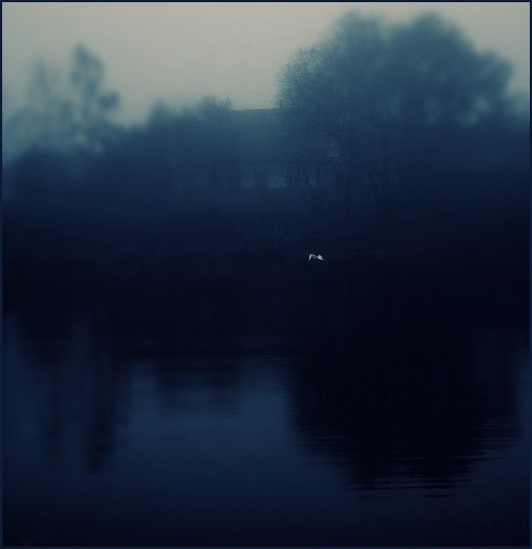 чайка, утро, пустота, тишина Мне снится тишинаphoto preview