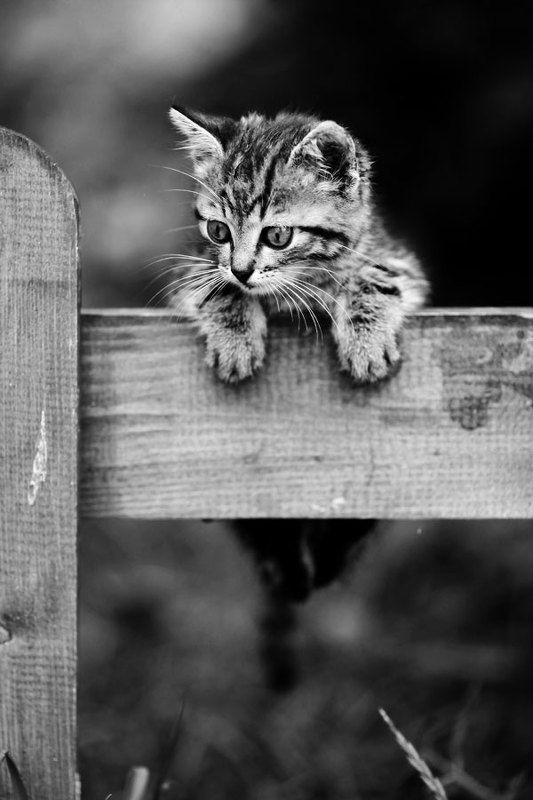 портрет,котенок ***photo preview