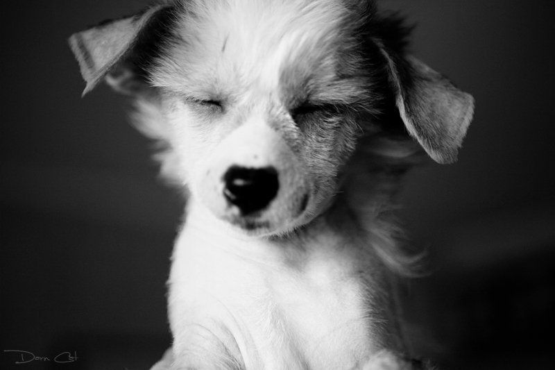 щенок, улыбка, позитивный Don’t worry be happy now!photo preview