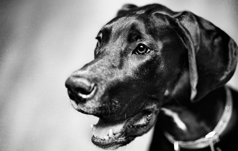 собака, дог, животные, лучший друг человека Dogphoto preview