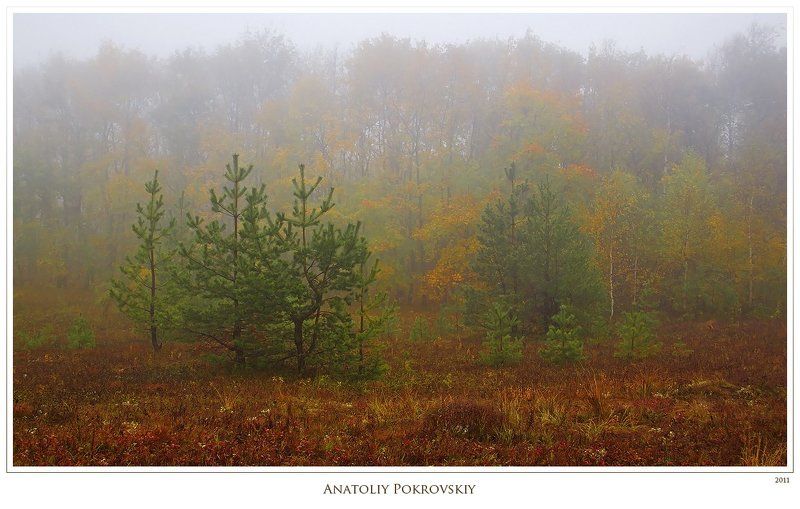 крым, горы, демерджи, туман, осень, деревья, анатолий покровский Кислая медь, яркая бронза, червонное золото - яркость осенних красок. фото превью
