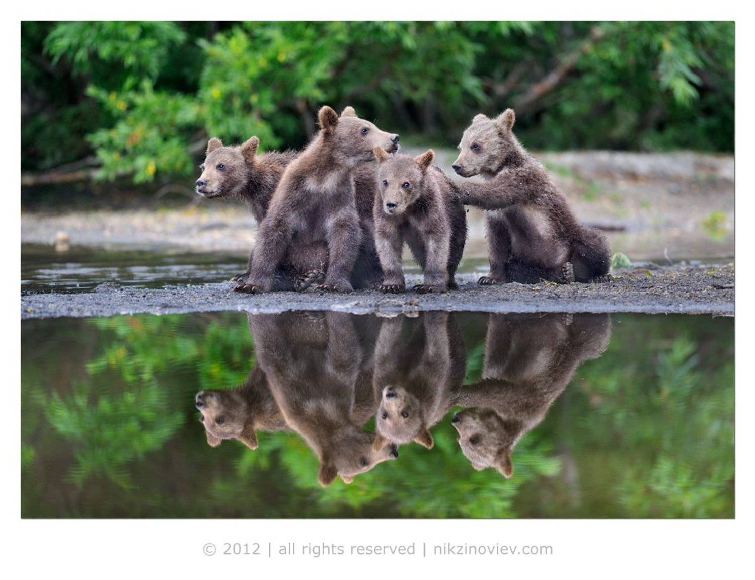медведь, камчатка, курильское озеро, дикая природа, россия, николай зиновьев, Николай Зиновьев