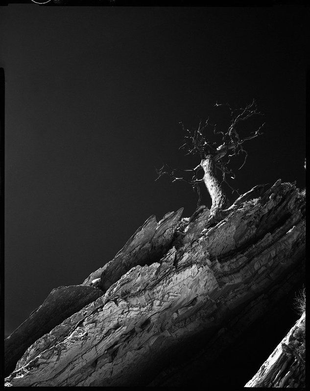 и на камнях растут деревьяphoto preview