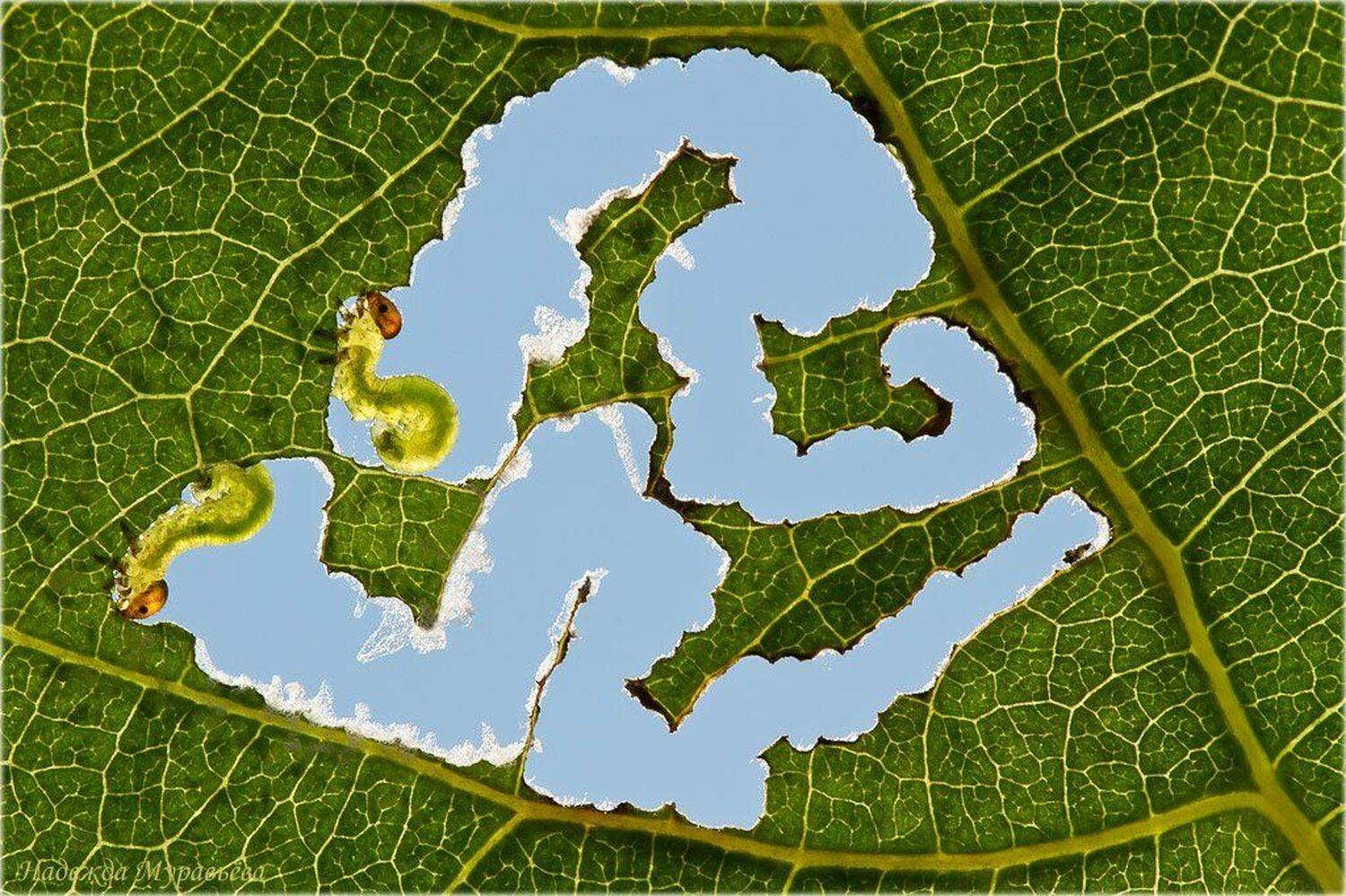 ажур, пилильщики, tenthredinidae, sawflies, автопортреты, Надежда Муравьёва