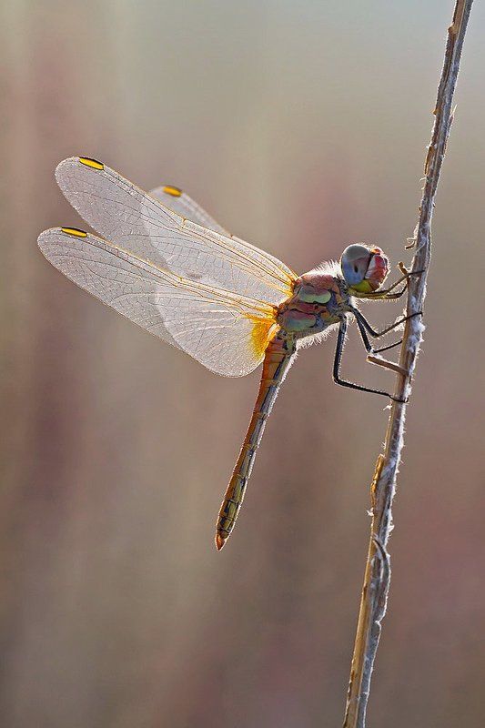 odonata Diaphaneityphoto preview