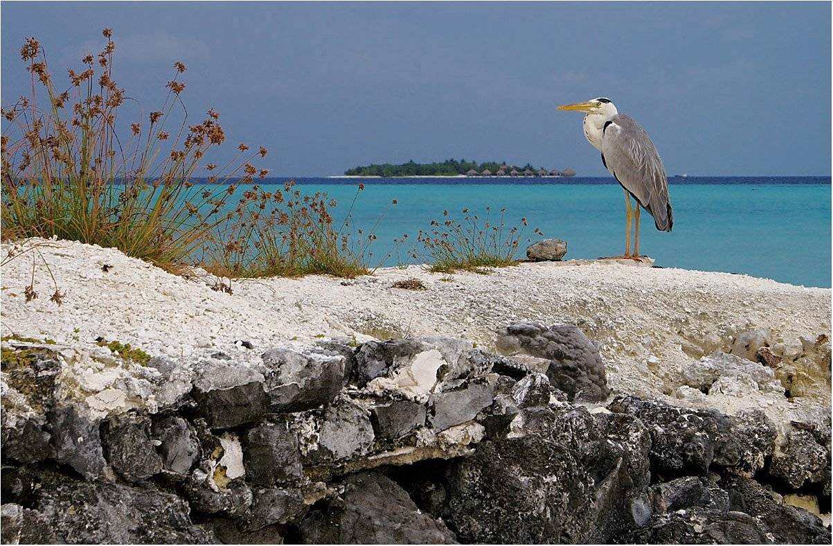 дневной дозор. Автор: Сергей Гаспарян индийский океан, мальдивы, острова, серая цапля, Сергей Гаспарян