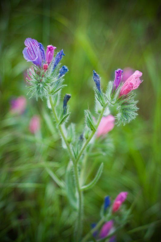 Цветок.photo preview