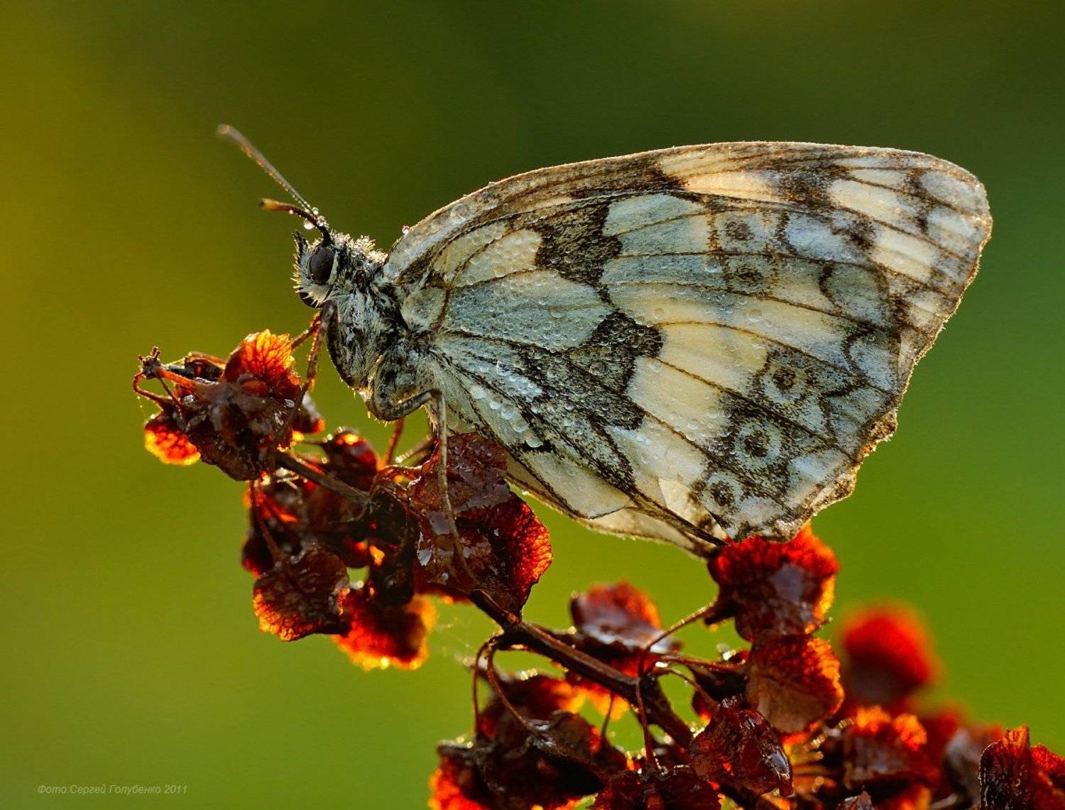 *****. Автор: Сергей Голубенко , Сергей Голубенко
