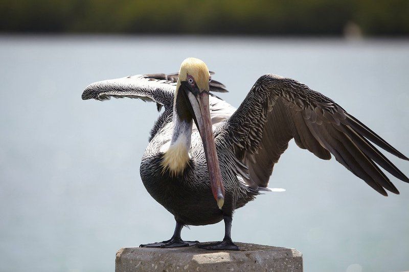 пиликан Филикан птица любопытнаяphoto preview