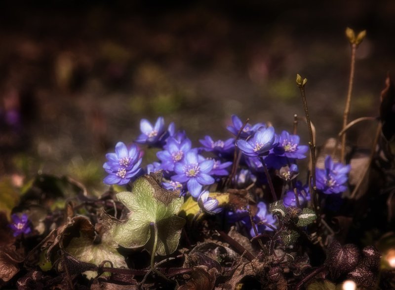 пробуждениеphoto preview