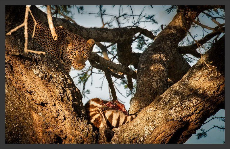 танзания, африка, леопард, зебра Взгляд Саванныphoto preview