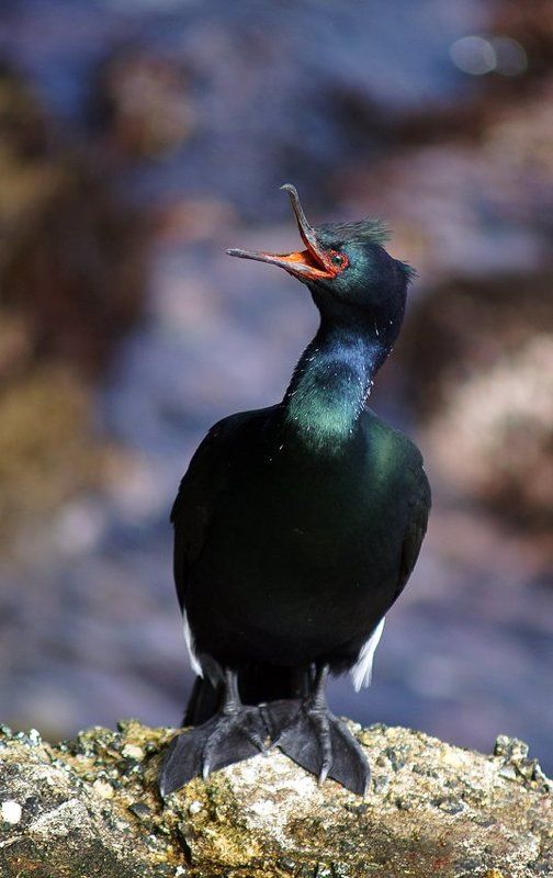 калифорнийский, ушастый, баклан Ща спою....photo preview