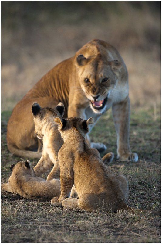 из серии Львинная жизньphoto preview