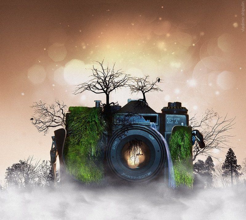 trees,forest,birds,vladimir,лес,art,photos,fish,camera,деревья,фото,зенит,птицы,moss,collage,zenith,коллаж,арт,рыба,фотоаппарат,владимир,shipulin,шипулин Лес... (Forest...)photo preview