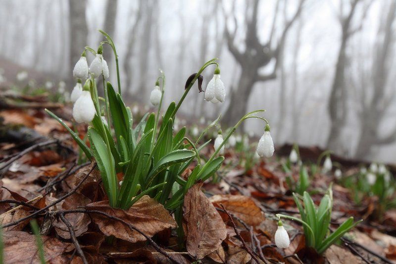 крым, подснежники, туман Начало апреля, Крымphoto preview