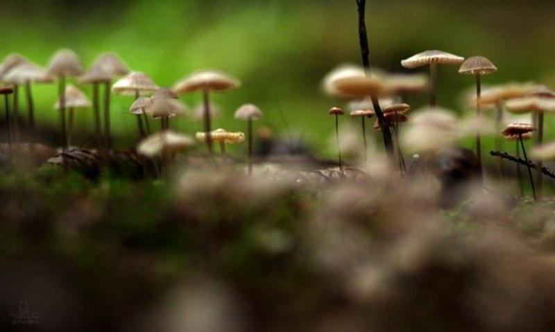 Пандораphoto preview