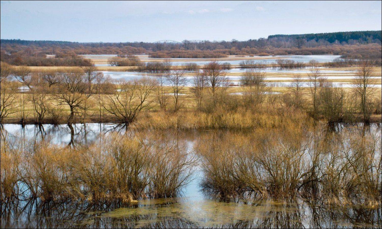 Весенние ритмы. Автор: Dmitry Pozharsky весна, березина, беларусь, река, Dmitry Pozharsky