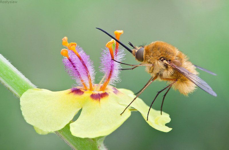 ростислав, макро, 100мм Мух-длинный носphoto preview