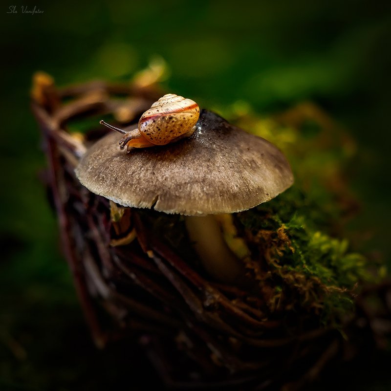 улитка...photo preview