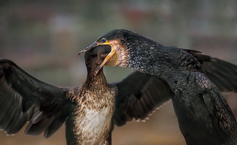 баклан, птенец Кушай, сыночек.photo preview