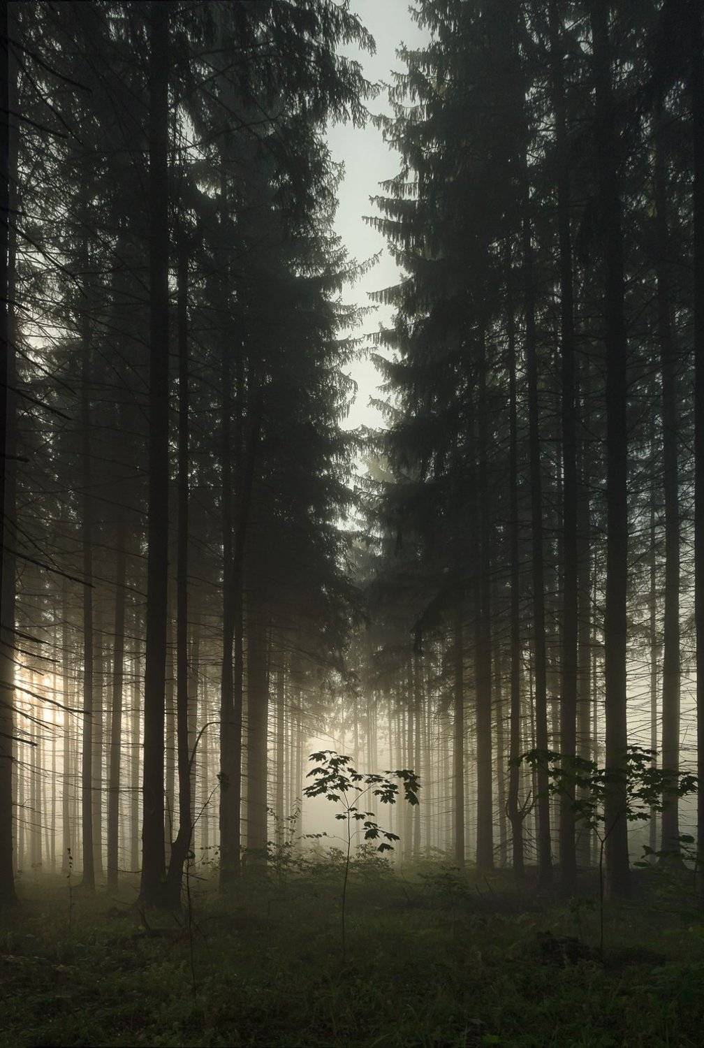 ***. Автор: Баранов Олег , Баранов Олег