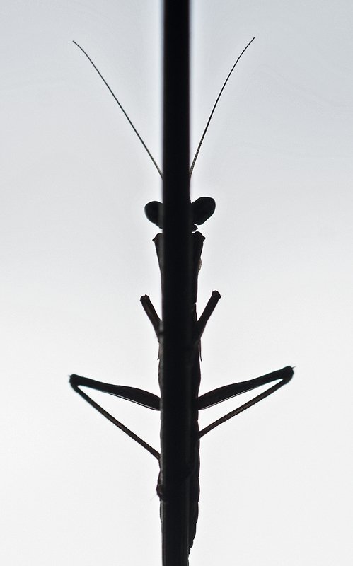 богомол Некоторые Б умеют улыбаться ногами...photo preview