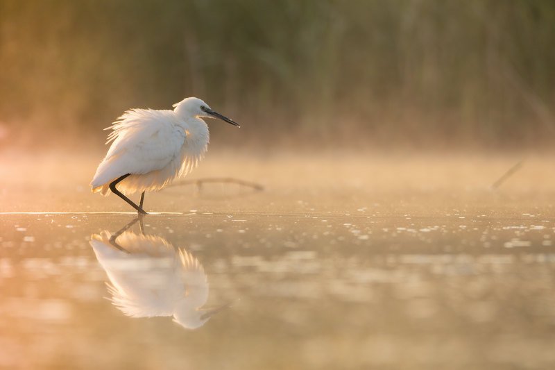 egret naturebeauty birdphotography reflections sunrise Little egretphoto preview