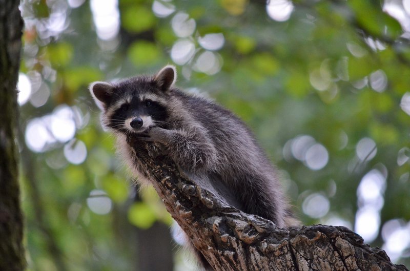 Высоко сижу....далеко гляжуphoto preview