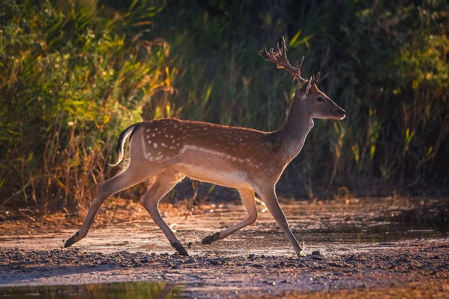 Утро на Джарылгаче.. Автор: Вячеслав Мищенко , Вячеслав Мищенко