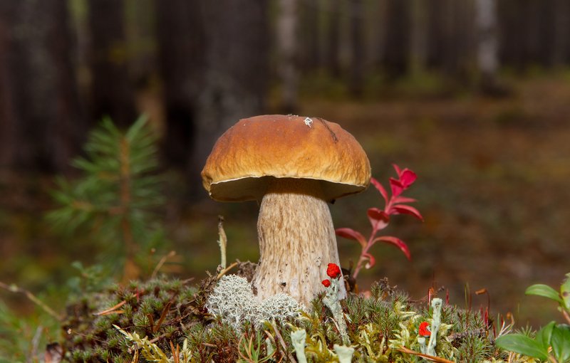 грибы,природа,север,коми,тихая охота,белые,белые берёзовые,боровики,mushrooms,nature,north,komi,quiet hunting,white,white birch,boletus, А было ли лето?photo preview