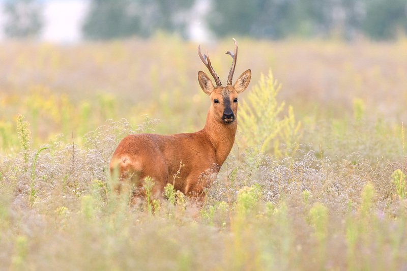 косуля косуляphoto preview