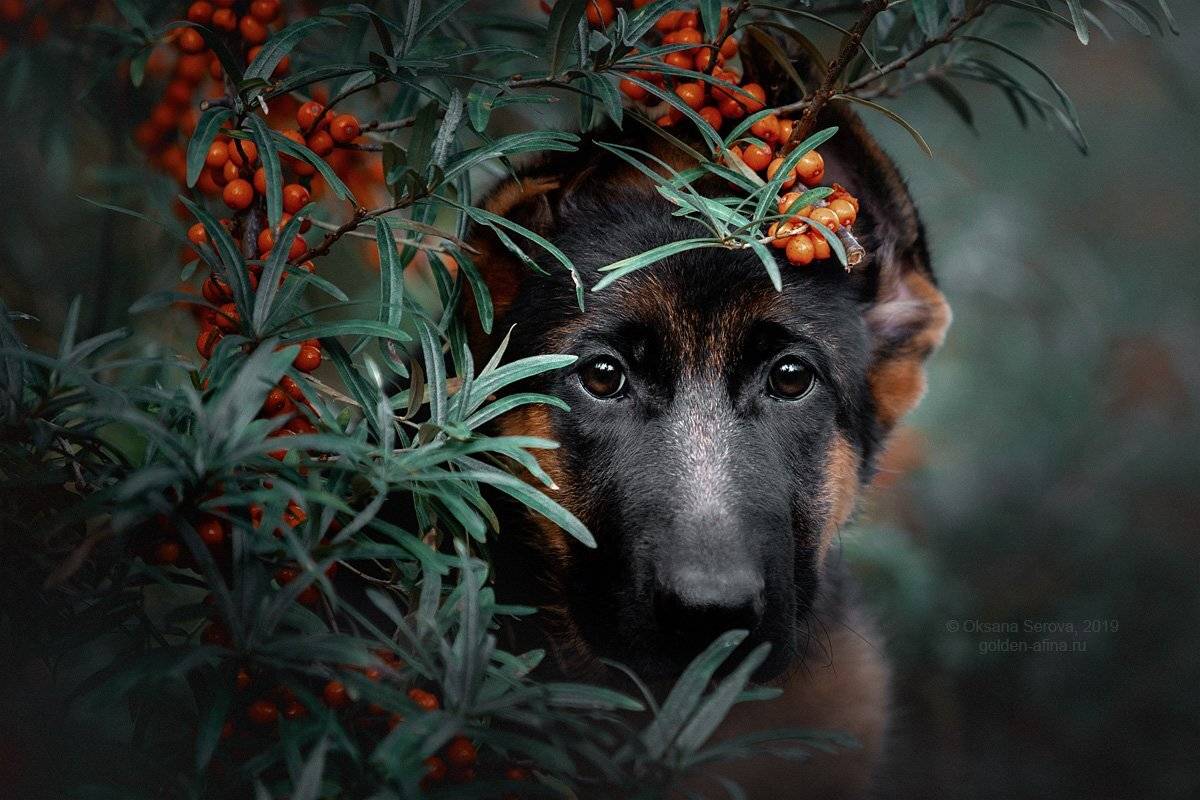 , Оксана Серова