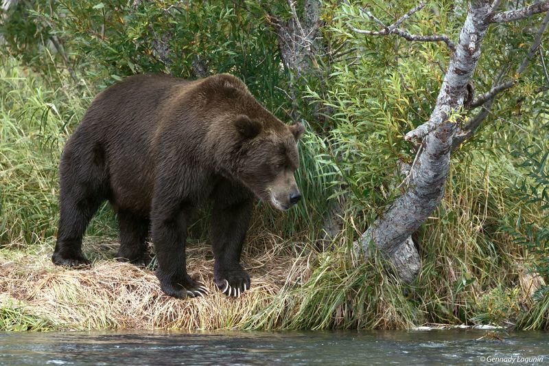 медведь, камчатка, bear, kamchatka ***photo preview